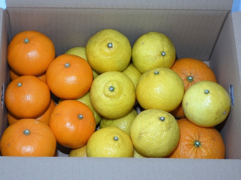 柑橘食べ比べ　せとか８個、はるか１３個、甘夏２個　合計５ｋｇ