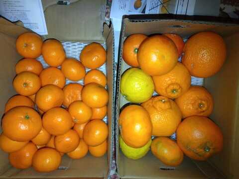 ［2kg］ジューシーな果肉×濃厚な味わいと爽やかな後味！「かんきつ中間母本農6号」（大小混合）