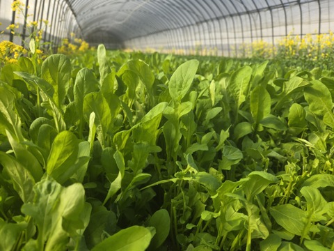 有機JAS  元気たっぷりルッコラ！小松菜各×500g