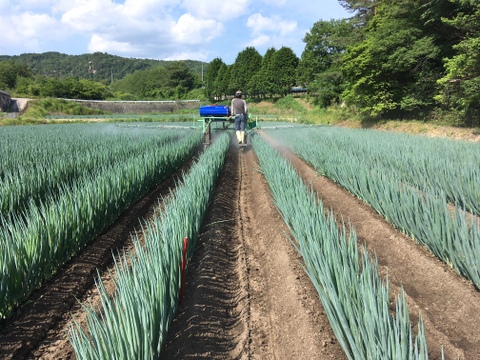 「白ネギ」とろ〜り柔らか♡甘さある長ネギ～カットネギこだわりの果物堆肥1㎏60サイズ＜白い部分のみ1/3に切って箱に詰めてお届けします！＞
