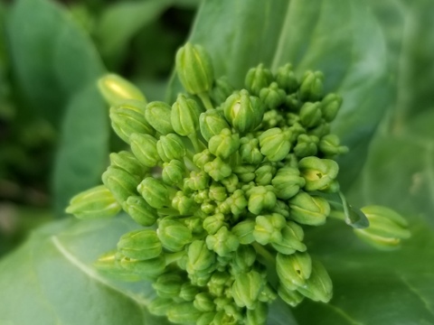 【雨水】魚の町で長年育ててもらった野菜セット7～9品目