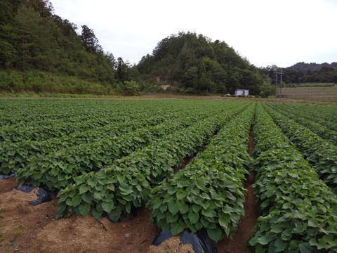 紅はるかの干し芋(京都産)150gx2パック