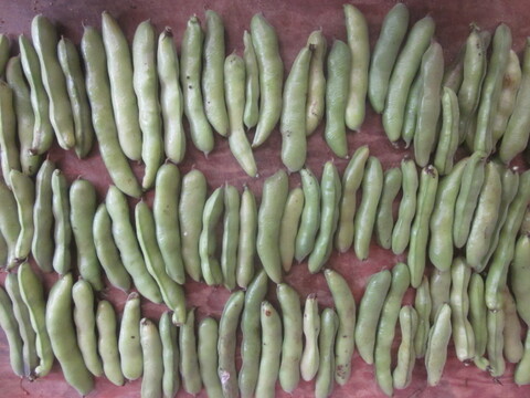 瀬戸内よりお届け！愛媛県産そらまめ（さぬき長そらまめ）2㎏【約80