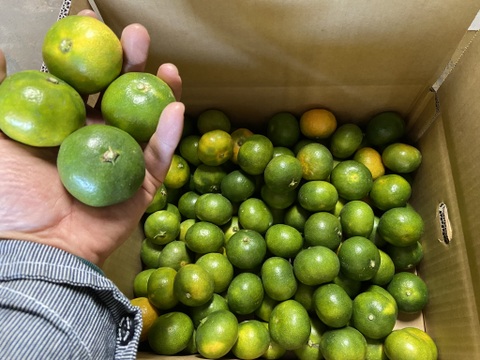 【９月２9日収穫】お弁当のおともにいかがでしょうか？【極小玉】極早生みかんSSSサイズ１０kg（サンプル平均糖度10.3度）