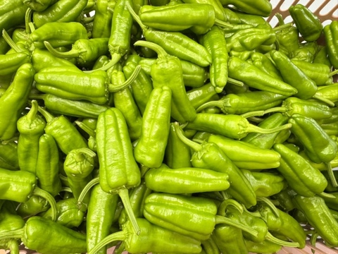 パドロン【農薬不使用露地栽培】  パドロン　スペイン野菜　  500g