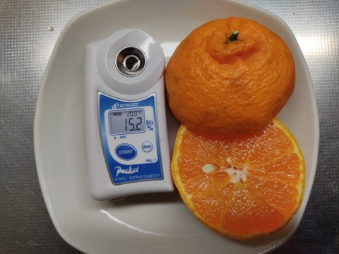 残りわずか家庭用Ｂ品　柑橘２種食べ比べ　不知火とはるか　箱込み４.5キロ