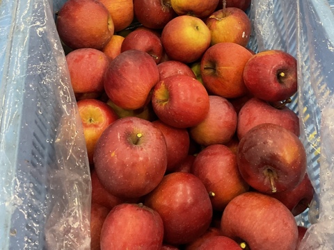 【ふるさと納税・定期便3ヶ月】🍎「スーパームーン」さんが厳選した旬のフルーツを楽しむ ＜長野県中野市＞