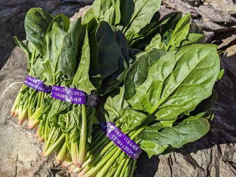 🎊TBS大泉サンド出演記念キャンペーン🎊多くの声により遂に解禁！寛永鶴見ブランドオールスター野菜BOXお得な詰め合わせセット！高級志向のあなたへ贈る特別な野菜ボックスお試し約1kg