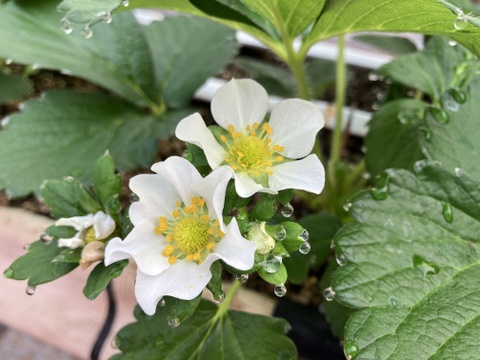 【規格外】たっぷり約2kg⭐︎おまかせ3品種