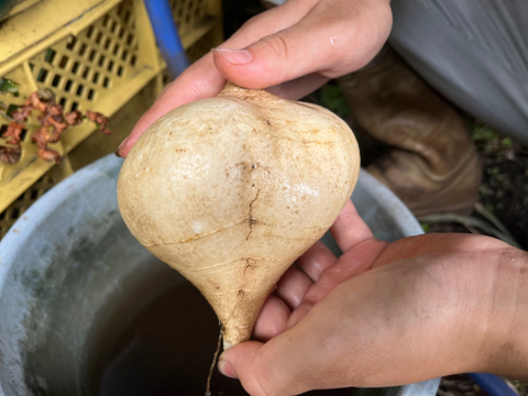 熊本県産 熱帯野菜ヒカマ/jicama(シンカマス/singkamas/マンゲーヴ)(約500g）ほんのり甘いイヌリンのサラダ芋　農薬化学肥料不使用