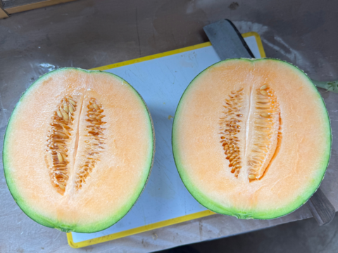 【訳あり】北海道夕張産［ツナガルメロン］（4～6玉 ）｜みんなで味わう、5つの物語の詰め合わせセット