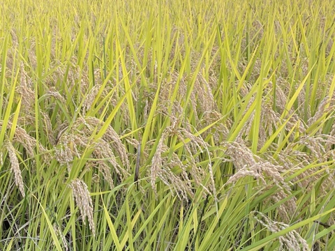 【令和7年度産】完全農薬不使用・化学肥料不使用・動物性堆肥不使用。天日乾燥。うるち米 玄米（コシヒカリ ）10kg