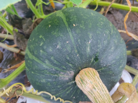 🎃たっぷり大容量！ほくほく甘く濃厚！太陽の恵みで育った「えびすカボチャ」約7～8kg（5〜7玉）｜煮物・天ぷら・スープにも｜農薬・化成肥料不使用🎃
