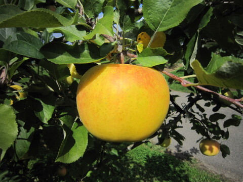 【ときめく甘さ】 トキ 約3kg(8～12個)