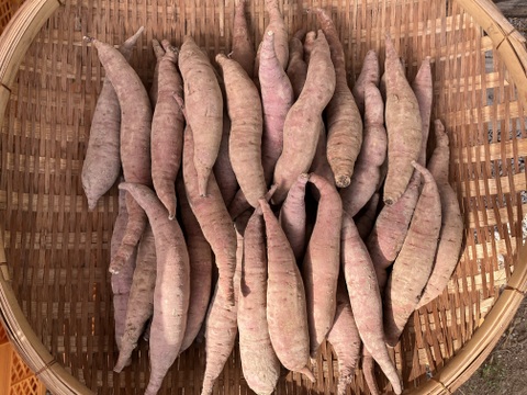 自然栽培〈細いべにはるか〉大分県産さつまいも サイズ混合5kg