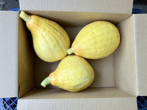 【鹿児島産】甘塩コリンキー箱込み2キロ^_^