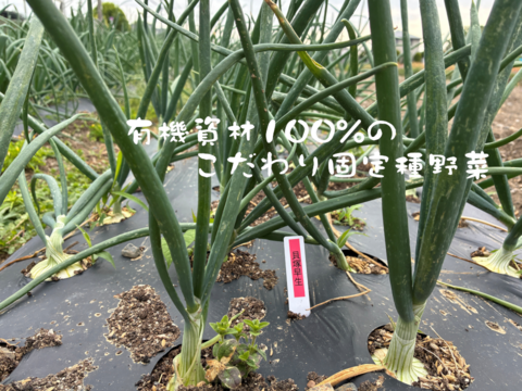 入手困難な固定種早生タマネギ！『貝塚早生』 (1.8kg)