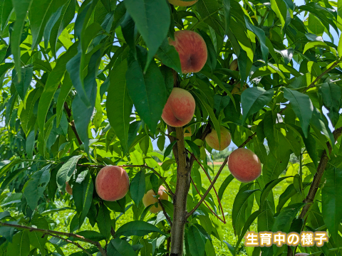 安曇野産　早生白桃「昂紀」ご家庭用小玉　約1キロ