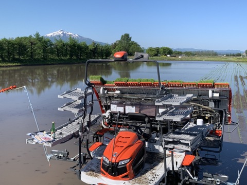 青森県産米　はれわたり5㎏　玄米or白米　令和７年産