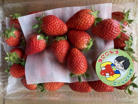 【2年連続品評会入賞🍓】やよいひめこだわりの栽培で味が濃すぎるいちご 500g