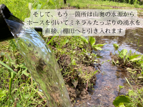 令和7年新米】湧水で育てた棚田米 ひとめぼれ 特別栽培米 大分県