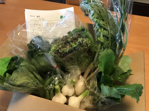旬＊お試し野菜セット(６～7品目)