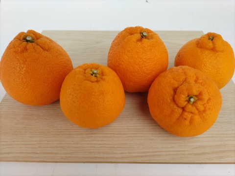 「柑橘食べ比べ」せとか&不知火約5キロ