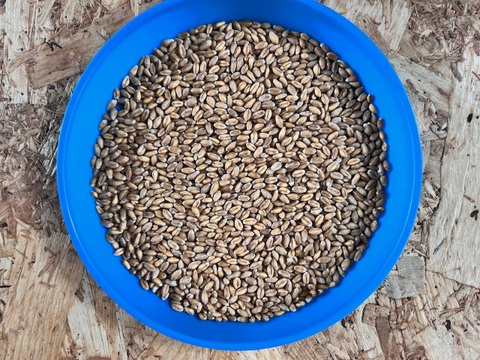 きたほなみ4kg　オーガニック（有機）玄小麦 2025年産　※小麦粉じゃありません