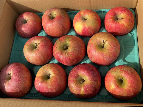 生玉農園一番人気の美味しいりんご！ 訳あり 信州りんご🍎 サンふじ 5キロ箱 13～18玉