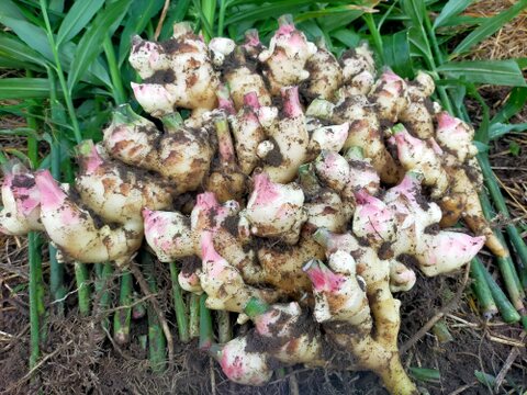 甘酸っぱ～い！！ルバーブジャム 120g 【赤×1 ルバーブジンジャー×1 合計2個セット】