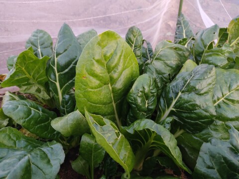 ✨農薬・化成肥料不使用の珍しい野菜スイスチャード300g+フダンソウ300g+水菜250g✨