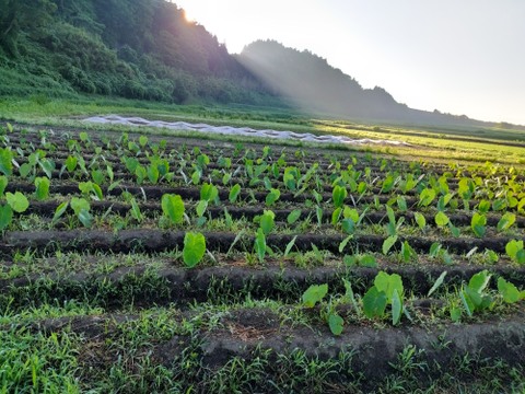 『新もの3兄弟入り！』旬の野菜セット9品前後〈農薬等不使用栽培〉100サイズ