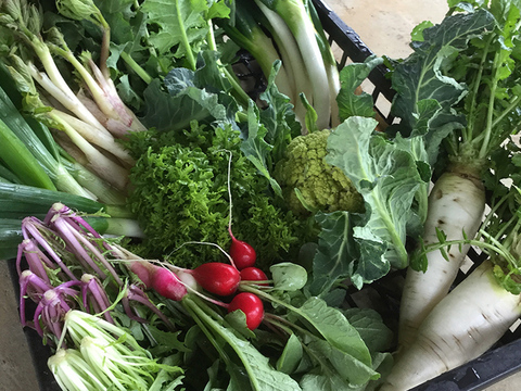【1週間の期間限定!】【もりとう農園】旬*お試しお野菜セット