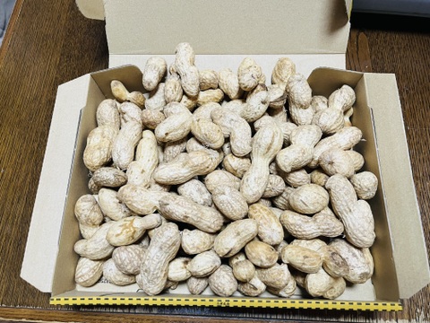 ☆生落花生「おおまさり」横浜市内産「約800g」この時期限定商品！