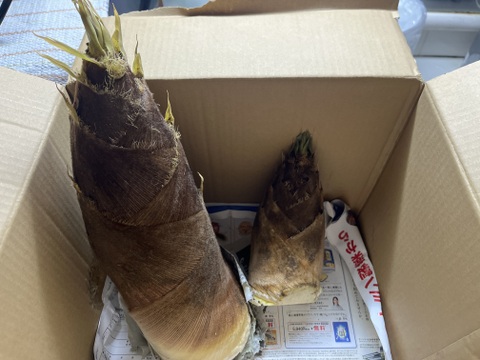 【4月上旬発送】鮮度抜群★朝どれ自然栽培たけのこ★3kg 収獲当日発送いたします♪