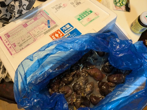 発送日に水揚げします。お刺身、焼きでも美味しい!!　南三陸産　　活き天然青ツブ貝　3kg (1kgあたり15個前後)