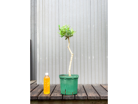 オリーブ 鉢植え レッチーノ｜育てやすい シンボルツリー・盆栽にも最適　8