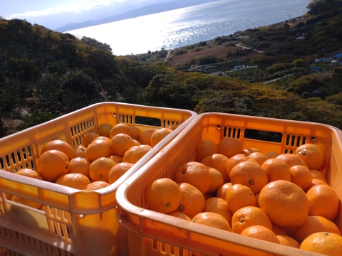 【数量限定】お買い得‼️大玉サイズばかり　興津早生みかん🍊　10kg(箱込み)