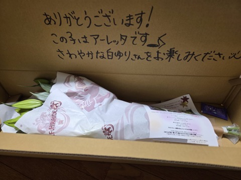 【簡易包装】■白ユリ５本束■年間50品種の中からその時におススメの子をお届けします♥