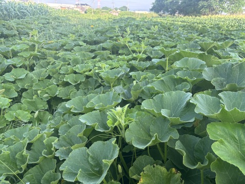 坊ちゃんカボチャ　手のひらサイズのかわいいミニカボチャ！　1kg(3個以上)　京都府産