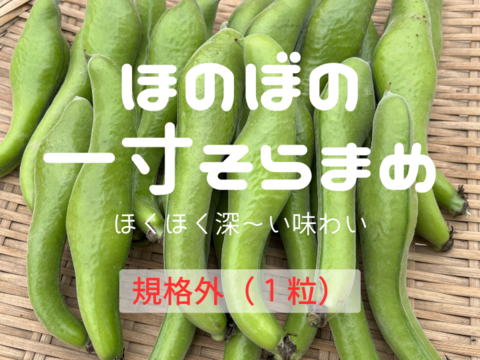 【規格外】１粒お豆さん 大集合❗ ３㎏ 朝穫れ❗「そら豆（さや付き）」