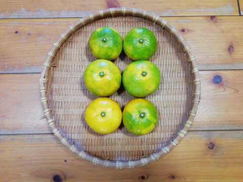 温州ミカン(早生みかん)５㎏【甘み酸味バランス◎】【農薬化学肥料不使用】【熨斗(のし)対応可】