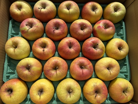 超小玉❗️甘～いりんご✨ぐんま名月 5kg箱 25～28個入り 信州りんご