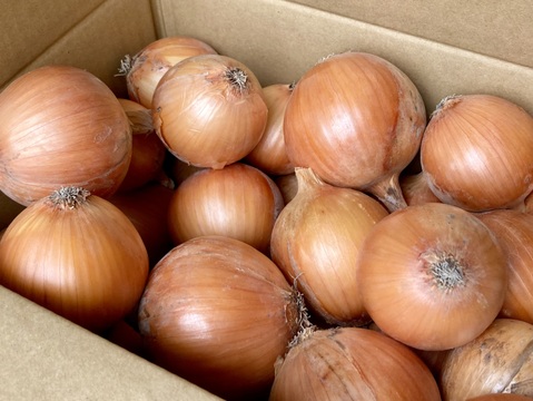 昔ながらの吊り玉ねぎ！淡路島玉ねぎ『もみじ3号』20kg