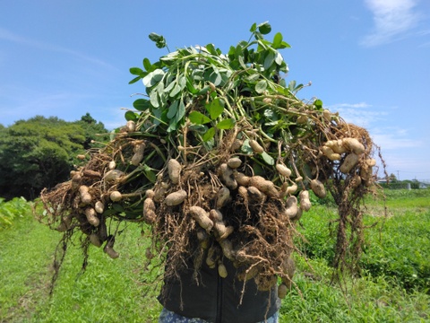 【期間限定】『千葉県産・生落花生・おおまさり』☆洗浄済☆茹でて美味しい☆約900g☆