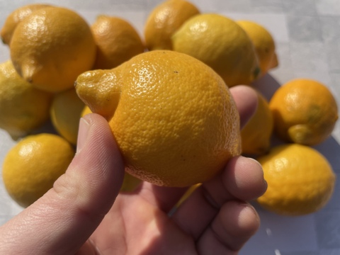 【父の日ギフト】日頃の疲れをレモンで元気に！リスボンベビーサイズ　1.5ｋｇ