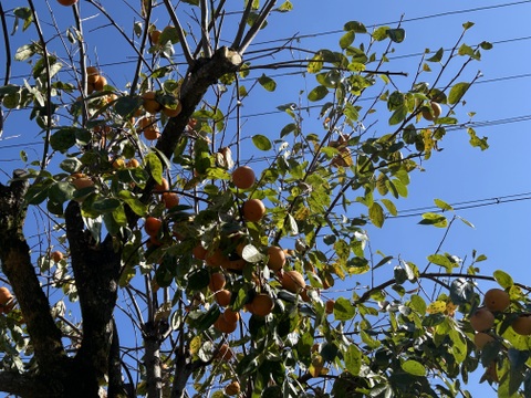 訳あり！ホックリと？ネットリ？食べてみてのお楽しみサツマイモ1kg、自然の甘さ甘柿500gのセットで秋の食べ切り！