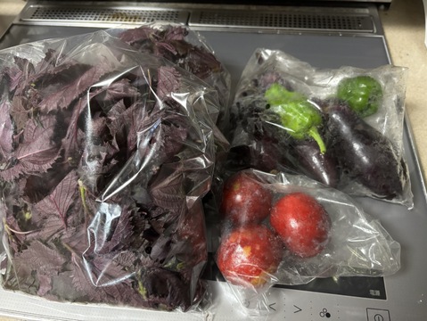 農薬不使用 赤紫蘇３５０枚以上　茎は入れずに葉のみを箱いっぱいにお入れしてサービスで採れたての季節のお野菜と一緒にお届け致します。茎付きで換算すると約1キロ相当になる葉量です