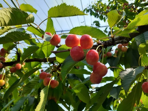 【早割】ご家庭用　さくらんぼ佐藤錦 500ｇ 『Ｍ玉』バラ詰 山形県産