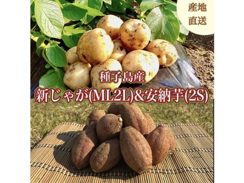 【期間限定】種子島産 新じゃが(M・L・2L)＆熟成安納芋(2Sサイズ)｜合計 10kg 旬の味わいセット🍠🥔